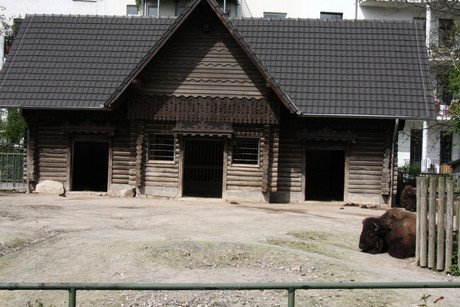 bison