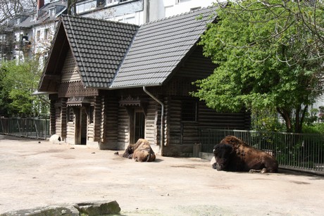 bison