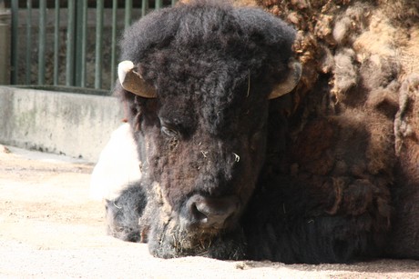 bison