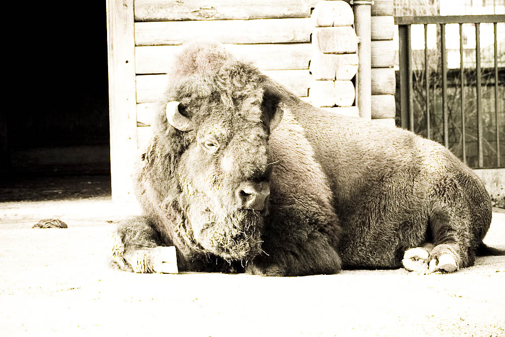 bison