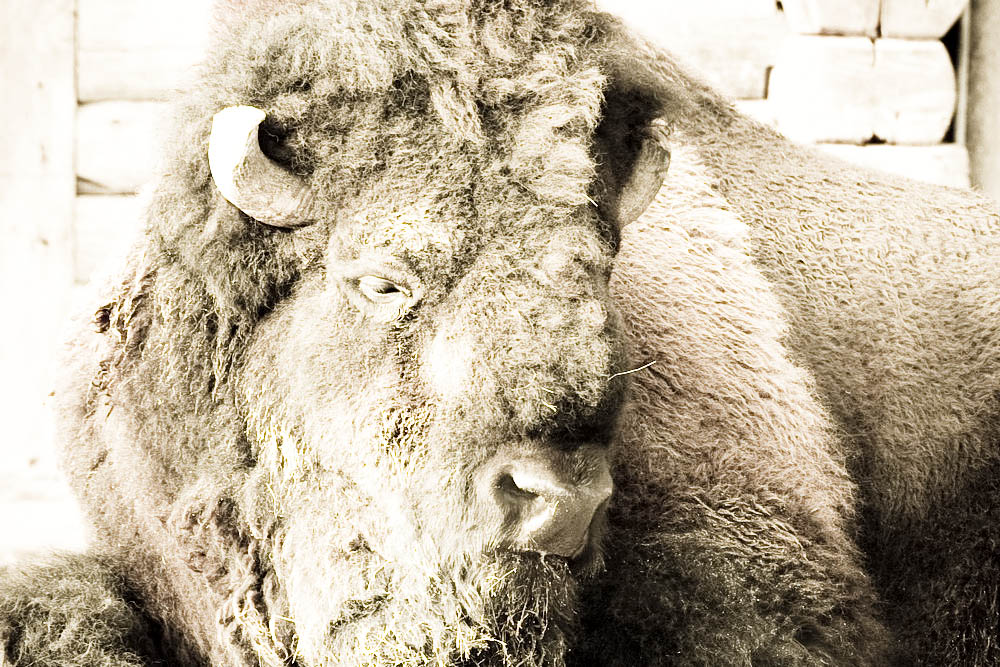 bison