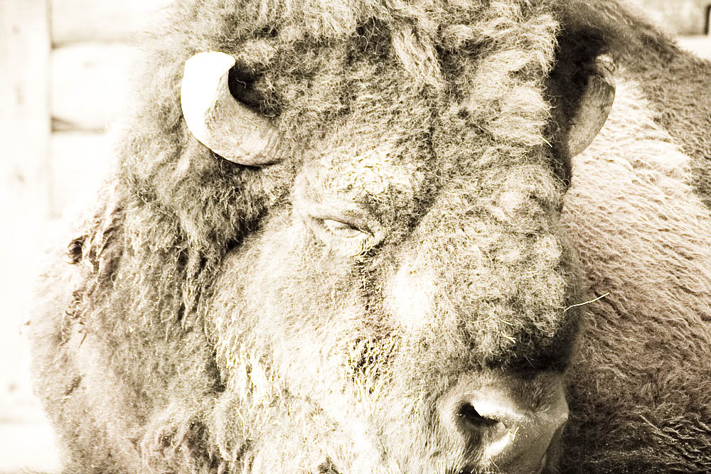 bison