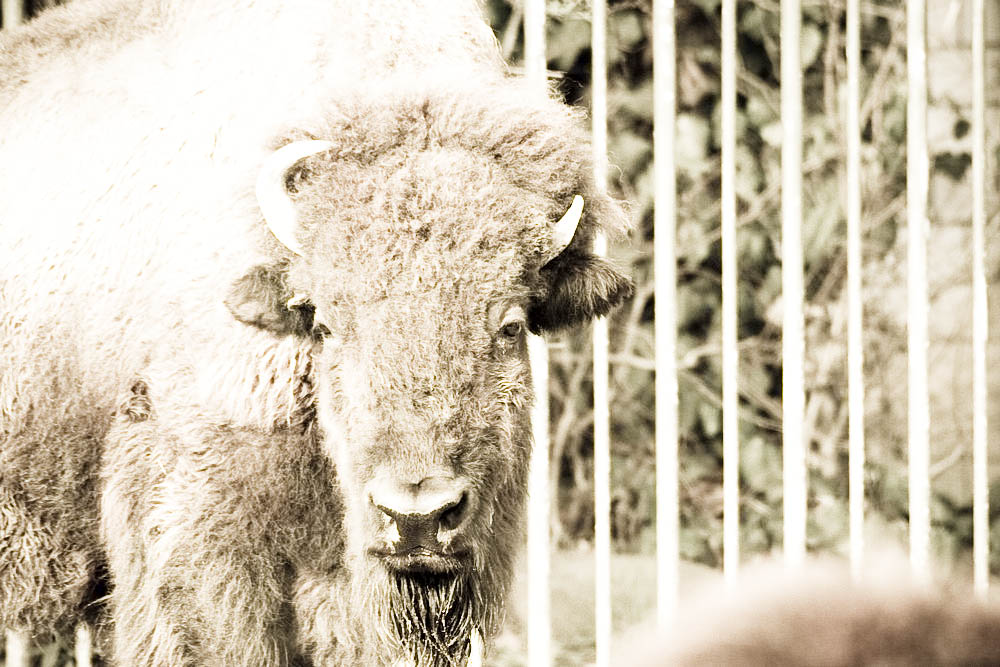 bison