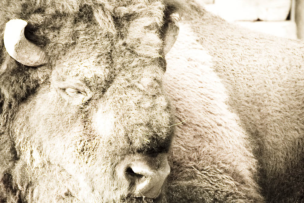 bison