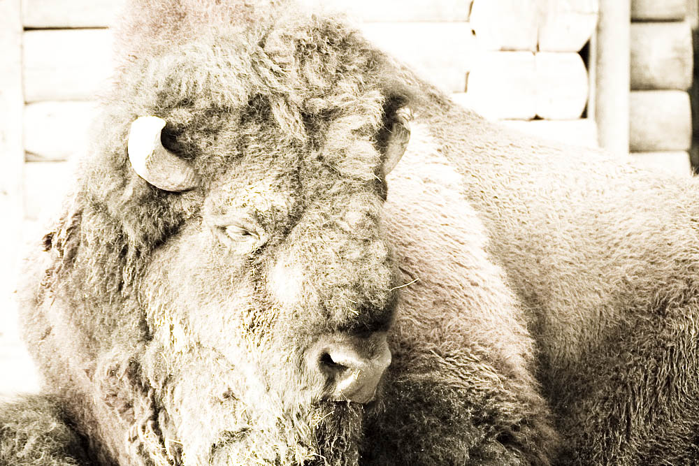 bison