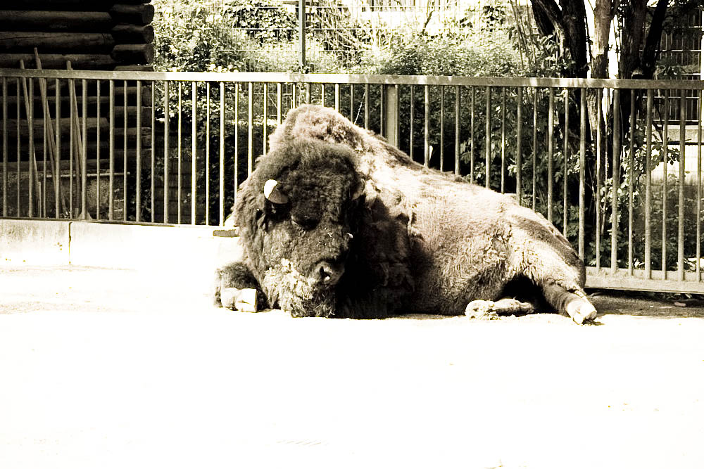 bison