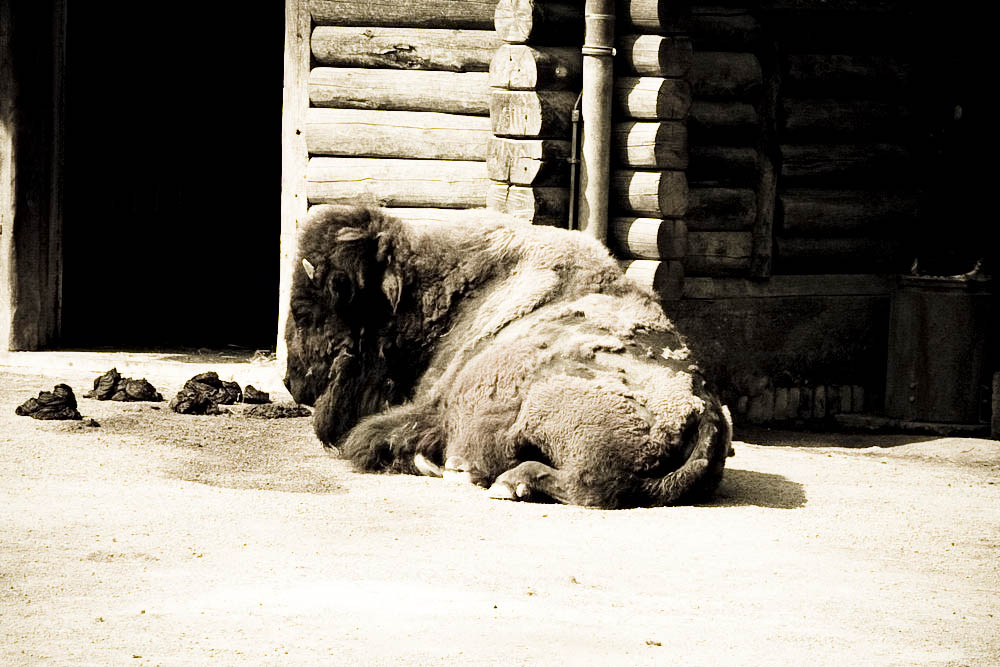 bison