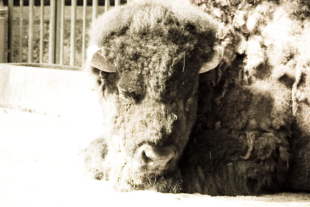 bison