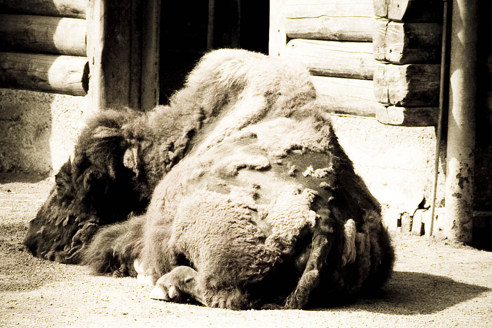 bison