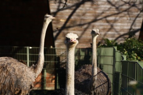 emu