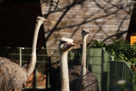 emu
