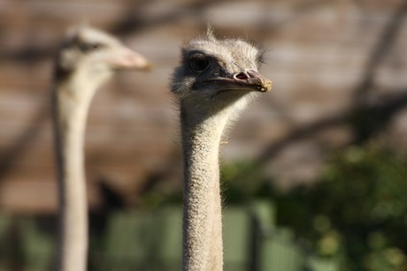 emu