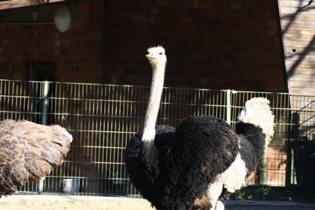 emu