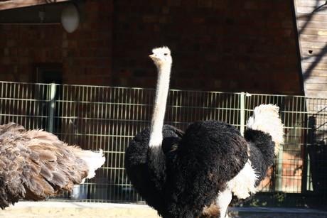emu