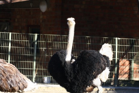 emu