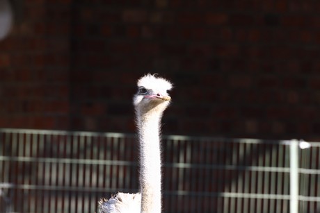 emu