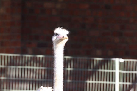 emu