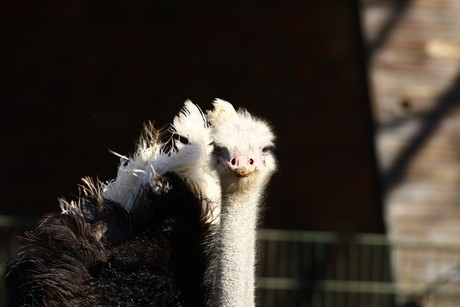 emu