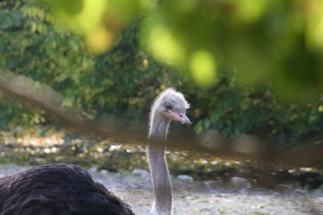 emu