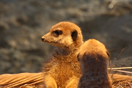 erdmaennchen
