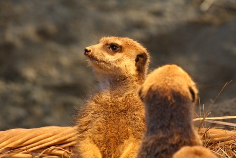 erdmaennchen