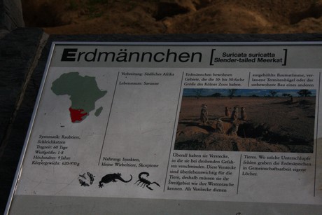 erdmaennchen