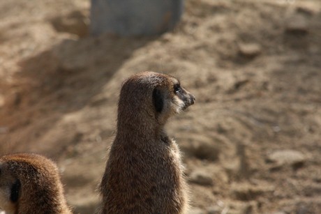 erdmaennchen