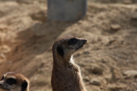 erdmaennchen