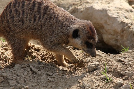 erdmaennchen