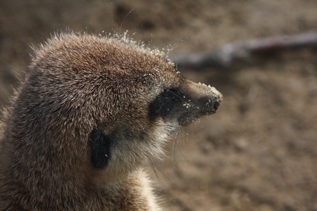 erdmaennchen
