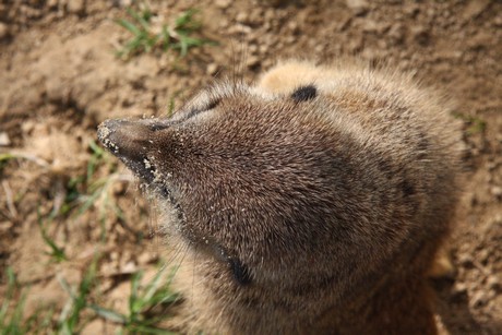 erdmaennchen
