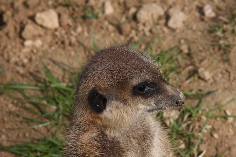 erdmaennchen