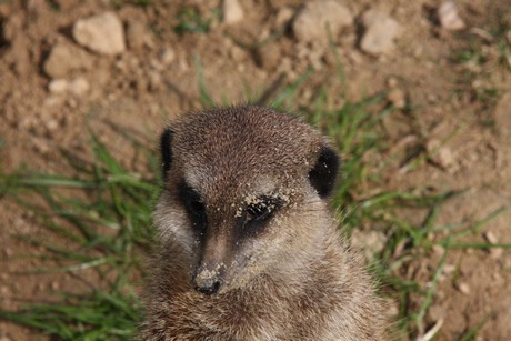 erdmaennchen