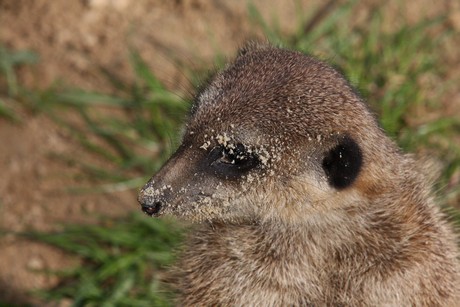 erdmaennchen