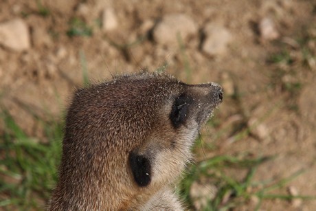 erdmaennchen