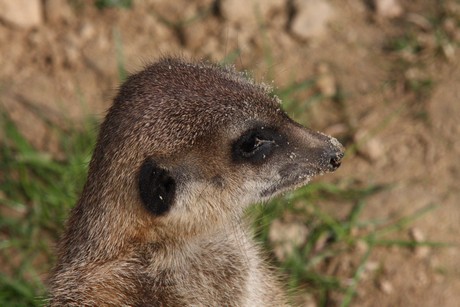 erdmaennchen