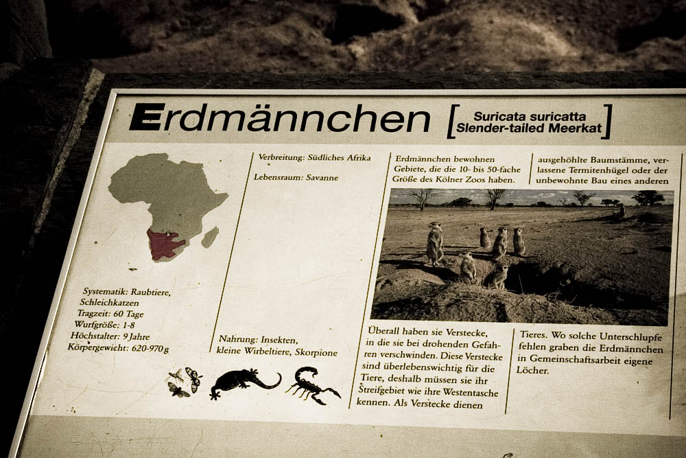 erdmaennchen