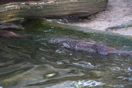 fischotter