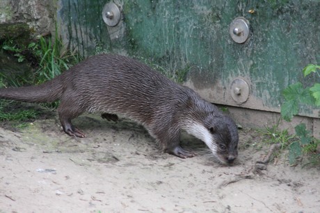 fischotter