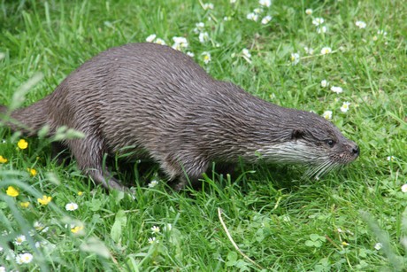 fischotter
