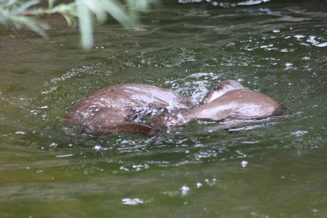 fischotter