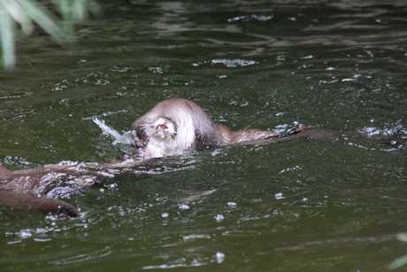 fischotter