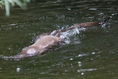 fischotter