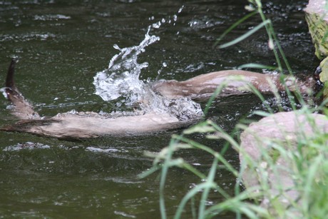 fischotter