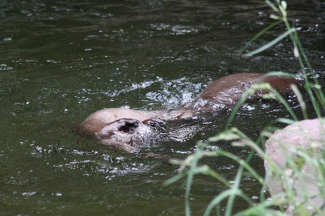 fischotter