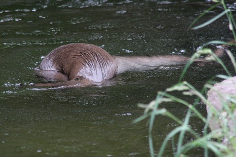 fischotter