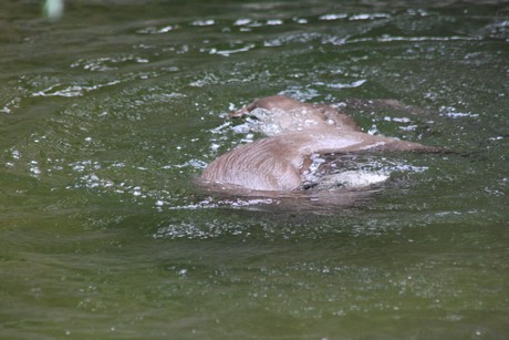fischotter