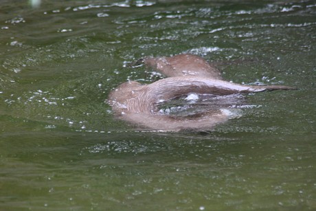 fischotter