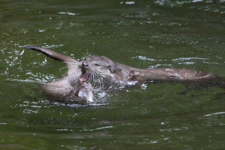 fischotter