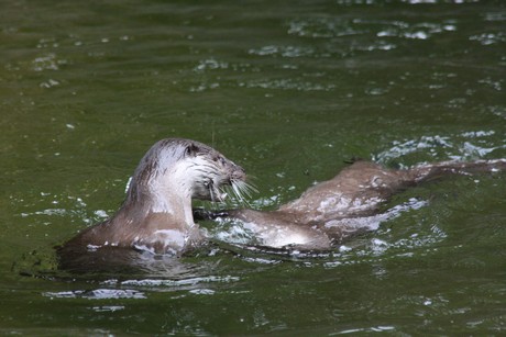 fischotter